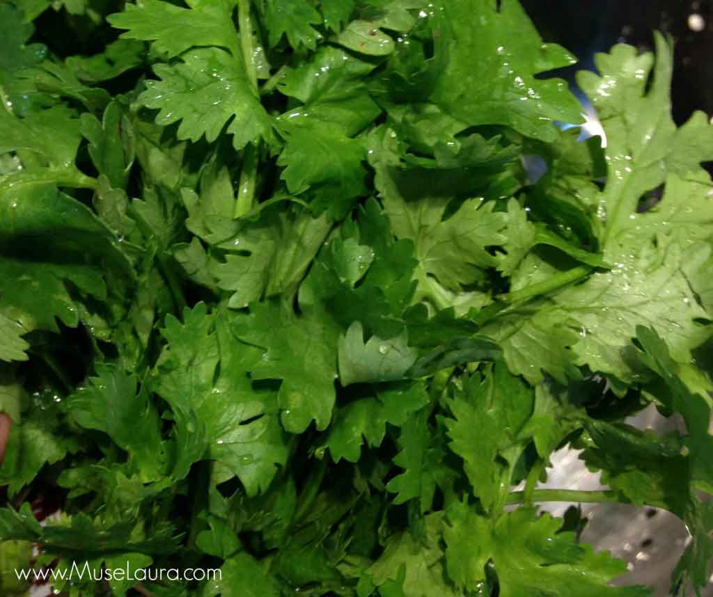 Cilantro